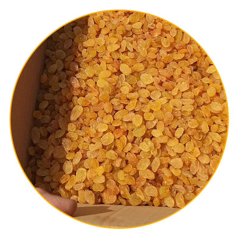 کشمش درجه دو - کشمش ملکان - کشمش نهال تاک