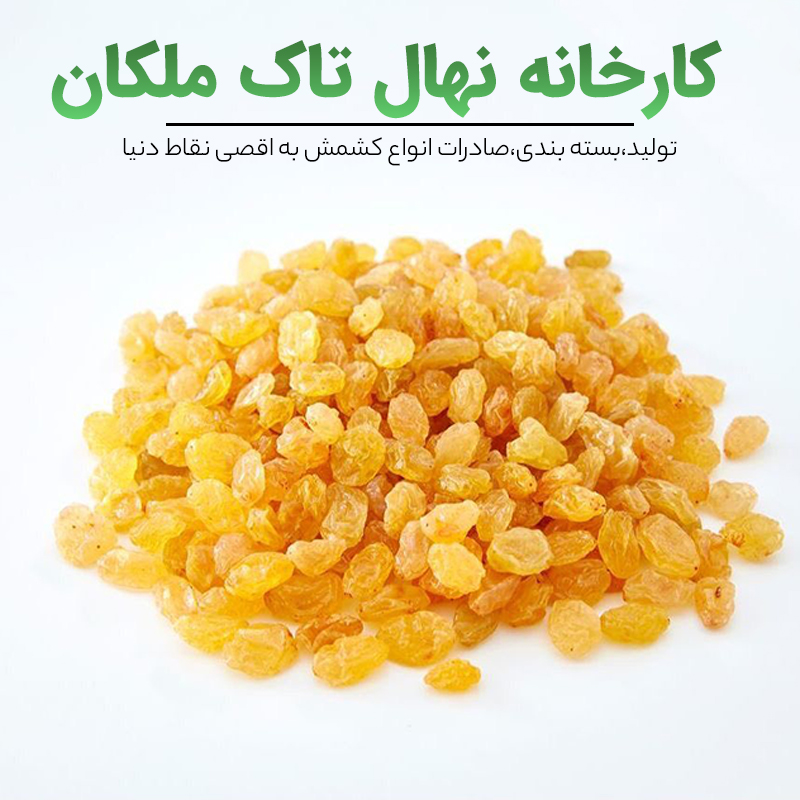 کشمش طلایی - خرید کشمش از ملکان - کشمش نهال تاک ملکان
